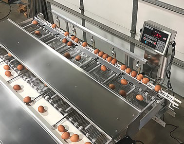 Cardinal Indicator on Egg Sorting Application