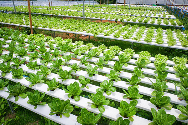 Key Technology Introduces VERYX® Digital Sorters for Fresh Cut, Hydroponically-Grown Leafy Greens